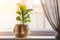 Ficus lyrata on a windowsill close-up. Detail of scandinavian interior and copy space. A flower pot in a wicker basket with fringe