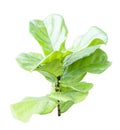 Ficus lyrate leaf isolated Royalty Free Stock Photo