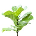 Ficus lyrate leaf isolated Royalty Free Stock Photo