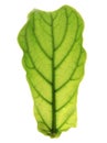 Ficus lyrate leaf isolated Royalty Free Stock Photo