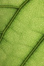 Ficus lyrate leaf texture Royalty Free Stock Photo