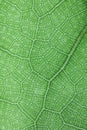 Ficus lyrate leaf texture Royalty Free Stock Photo