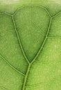 Ficus lyrate leaf texture Royalty Free Stock Photo