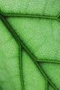 Ficus lyrate leaf texture Royalty Free Stock Photo