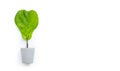 Ficus lyrate tree in cement pot on white background. Heart shape leaf Royalty Free Stock Photo