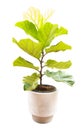 Ficus lyrate tree isolated Royalty Free Stock Photo