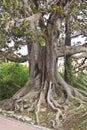 Ficus macrophylla