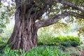 Ficus macrophylla, Australian banyan or Moreton Bay Fig Royalty Free Stock Photo
