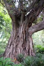 Ficus macrophylla, Australian banyan or Moreton Bay Fig Royalty Free Stock Photo