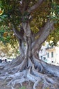 Ficus macrophylla at the beach promenade in Reggio Calabria