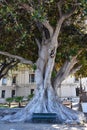 Ficus macrophylla at the beach promenade in Reggio Calabria