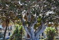 Ficus macrophylla at the beach promenade in Reggio Calabria