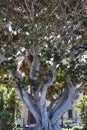 Ficus macrophylla at the beach promenade in Reggio Calabria