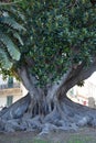 Ficus macrophylla at the beach promenade in Reggio Calabria