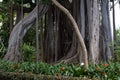 Ficus macrophylla big tree. Aerial roots, with column support. Bromeliaceae, Bromelia undergrowth plant Royalty Free Stock Photo