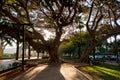 Ficus macrophylla, commonly known as Moreton Bay fig, Australian fig or Australian bay tree Royalty Free Stock Photo