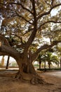 Ficus macrophylla, commonly known as Moreton Bay fig, Australian fig or Australian bay tree. detail of branches and roots Royalty Free Stock Photo