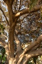 Ficus macrophylla, known as Moreton Bay fig, Australian fig or Australian bay tree. detail of branches Royalty Free Stock Photo