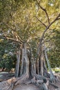 Ficus macrophylla in Palermo