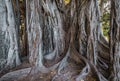 Ficus macrophylla in Palermo Royalty Free Stock Photo