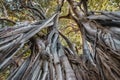 Ficus macrophylla in Palermo Royalty Free Stock Photo