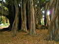 The ficus macrophylla of Piazza Marina in Palermo, Sicily, Italy