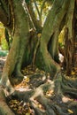 Ficus macrophylla trunk and roots close up Royalty Free Stock Photo