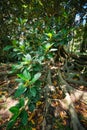 Ficus macrophylla trunk and roots close up Royalty Free Stock Photo