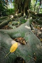 Ficus macrophylla trunk and roots close up Royalty Free Stock Photo