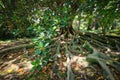 Ficus macrophylla trunk and roots close up Royalty Free Stock Photo