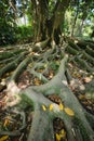 Ficus macrophylla trunk and roots close up Royalty Free Stock Photo