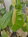 Ficus magnoliifolia Brushwood Figs Plant