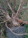 Ficus micro carpa bonsai tree on the gatden