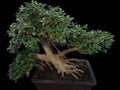 Elegant Ficus microcarpa bonsai tree with lush green foliage with black background Royalty Free Stock Photo