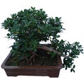 Ficus microcarpa bonsai with white background Royalty Free Stock Photo