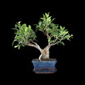 Ficus microcarpa bonsai Royalty Free Stock Photo