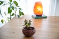 Ficus microcarpa plant with green leaves in small stone pot and blur salt lamp on wooden table Royalty Free Stock Photo