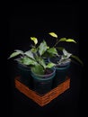 Ficus Nina and Ficus Golden Monique Royalty Free Stock Photo