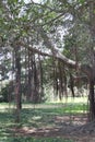 Ficus Obliqua Tree Roots