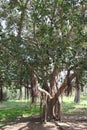 Ficus Obliqua Tree Royalty Free Stock Photo