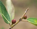 Ficus opposita Australian native sandpaper fig Royalty Free Stock Photo