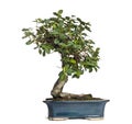 Ficus panda bonsai tree, ficus retusa, isolated
