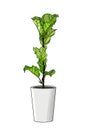 Ficus Pandurata decorative interior plant