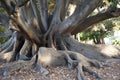 Fig tree, big surface roots of a huge ficus tree - Ficus Macrophylla - , gound roots, Perth, Australia. Centenarian tree.
