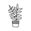 Ficus, pipal, rubber plant in pot. element in hand drawn style. simple liner doodle scandinavian