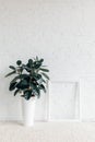 Ficus plant with empty frame in front of white brick wall