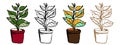 Ficus plant in pot, vector botany illustration