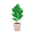 Ficus plant in pot on white, vector illustration