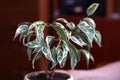 Ficus in a pot on a brown background Royalty Free Stock Photo