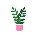 Ficus in a pot in a flat style. graphic. for design icon, card, poster. house plant Royalty Free Stock Photo